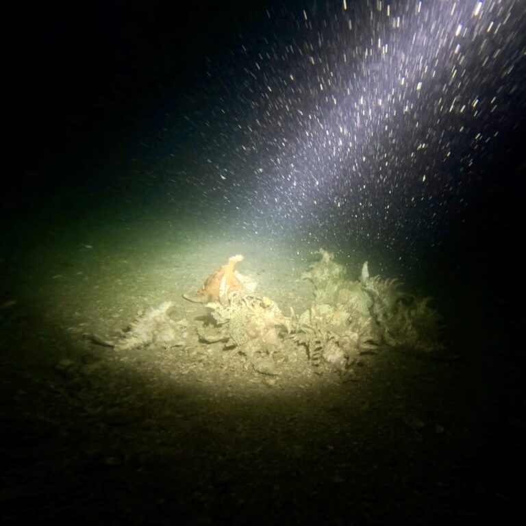 Thunder Bowl Dive Site - A shell at 65m - Tec Diving in Pattaya