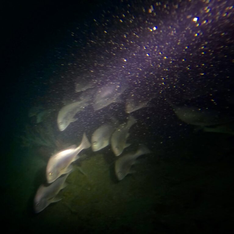 Sharkfin Deep Drop - Pattaya Tec Diving