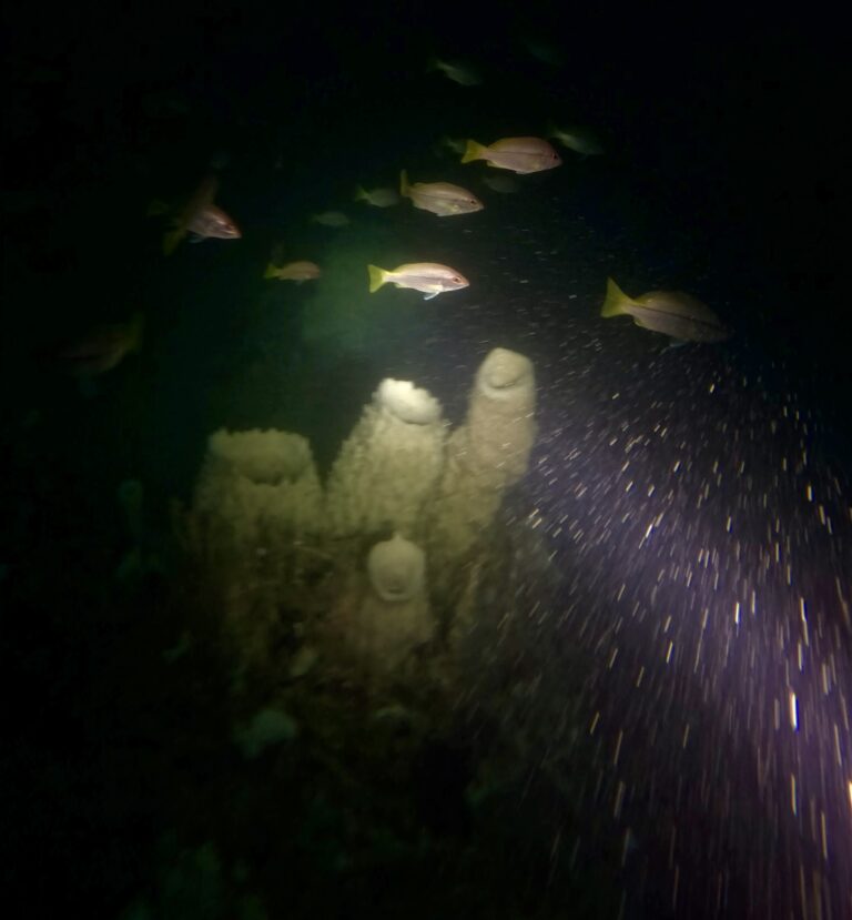 Sharkfin Deep Drop - Pattaya Tec Diving